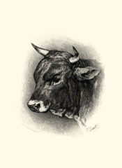 Antique Cattle IV