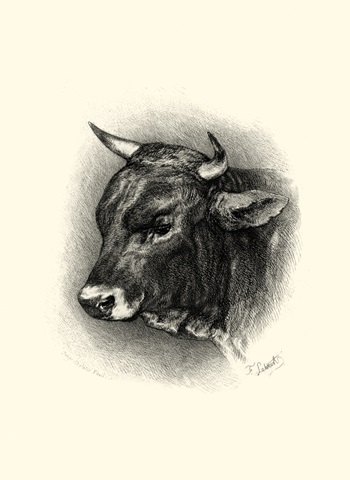 Antique Cattle IV