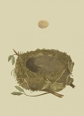 Antique Nest and Egg I