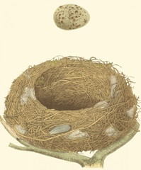 Antique Nest and Egg IV