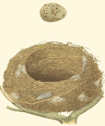 Antique Nest and Egg IV