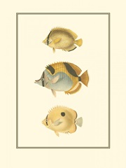 Antique Tropical Fish I