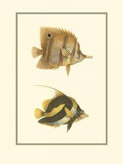 Antique Tropical Fish II