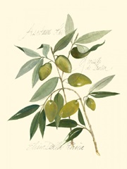 Ascolane Olives