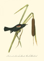 Audubon's Blackbird