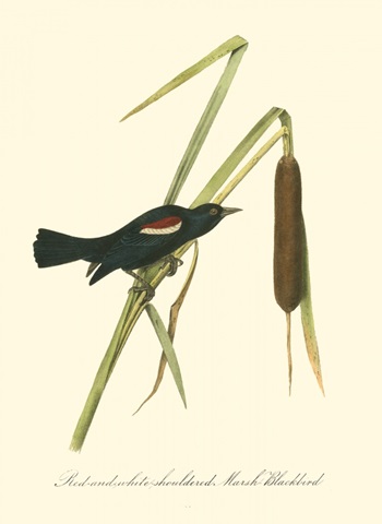 Audubon's Blackbird
