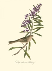 Audubon's Bunting