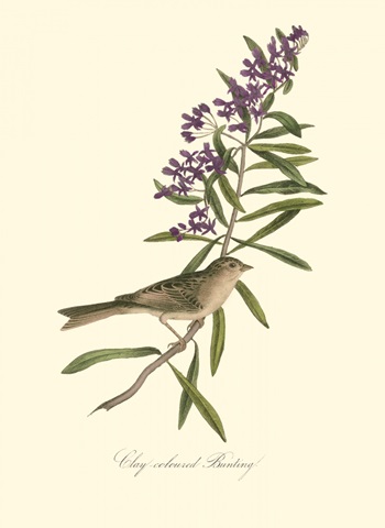 Audubon's Bunting
