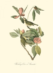 Audubon's Vireo
