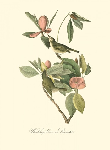 Audubon's Vireo