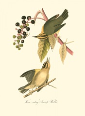 Audubon's Warbler