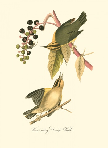Audubon's Warbler