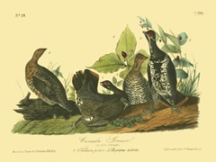 Canada Grouse