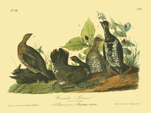 Canada Grouse