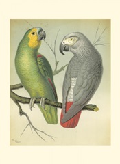 Cassell's Parrots II