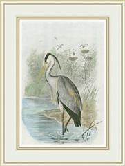 Common Heron