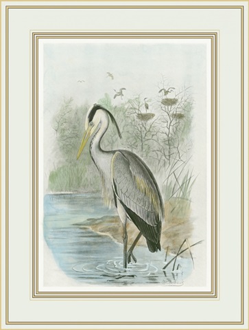 Common Heron