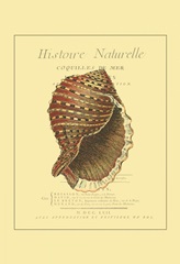 Coquilles De Mer IV