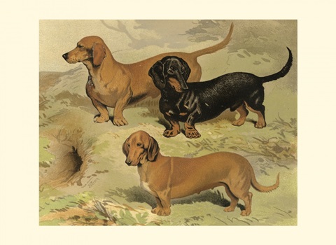 Dachshunds