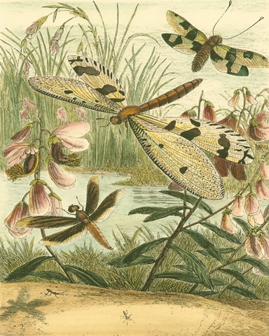 Dragonfly Gathering I