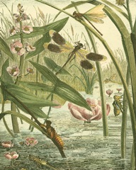 Dragonfly Gathering II