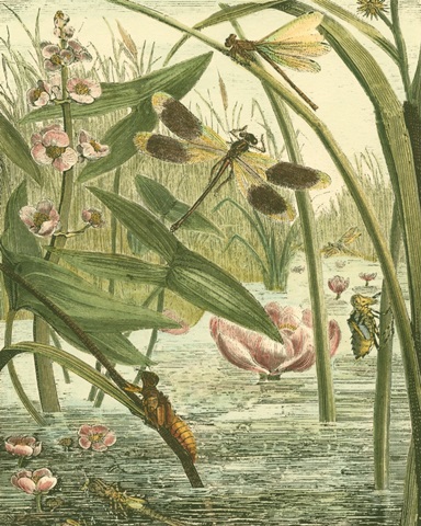 Dragonfly Gathering II