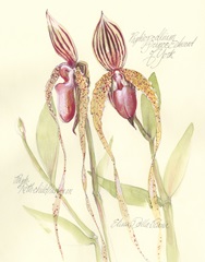 Elissa's Garden VIII