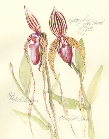 Elissa's Garden VIII