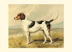 Fox Hound