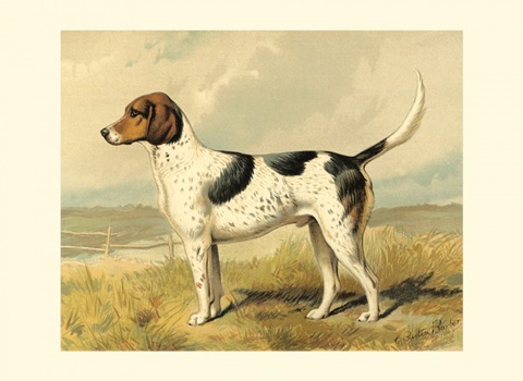 Fox Hound