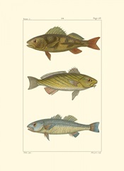 Freshwater Fish I