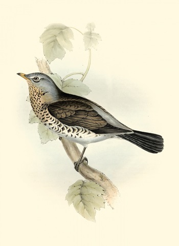 Gould's Fieldfare