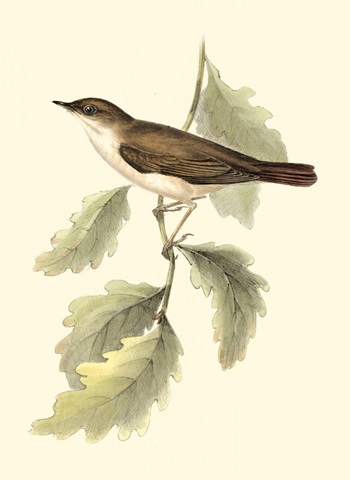 Gould's Nightingale