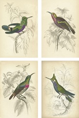 Jardine Hummingbirds