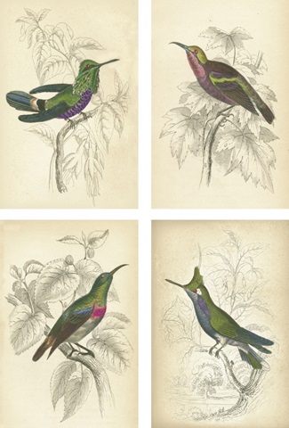 Jardine Hummingbirds