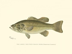 Large-mouthed Black Bass