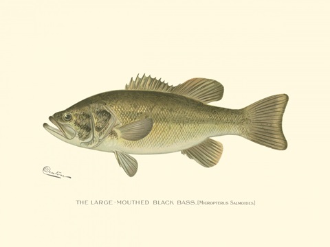 Large-mouthed Black Bass