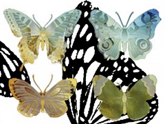 Layered Butterflies IV
