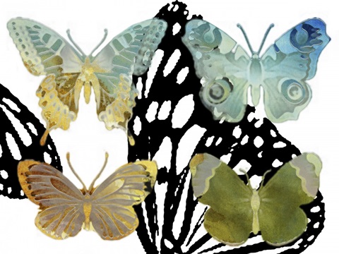Layered Butterflies IV