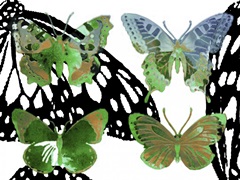 Layered Butterflies V
