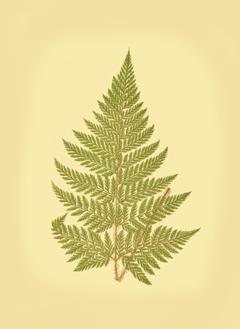 Lowes Fern I
