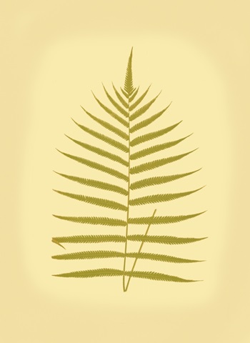 Lowes Fern IV