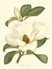 Magnolia