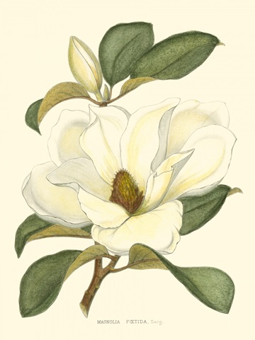 Magnolia