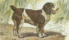 Man's Best Friend IV