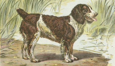 Man's Best Friend IV