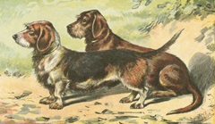 Man's Best Friend IX