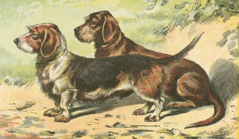 Man's Best Friend IX