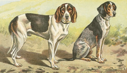 Man's Best Friend VI