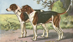 Man's Best Friend VII